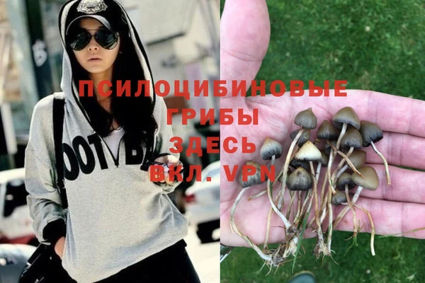 прущие грибы Баксан